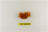 藏品(大里澤蟹)的圖片